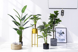 常見(jiàn)的除甲醛植物以及為什么綠植吸甲醛效果有限